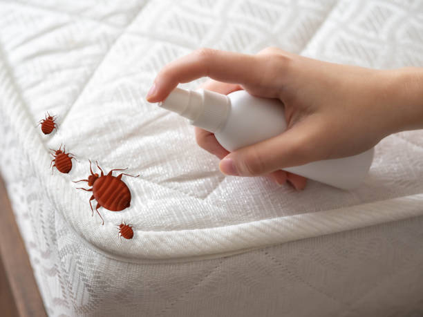 Best Spider Control Near Me  in South Rockwood, MI